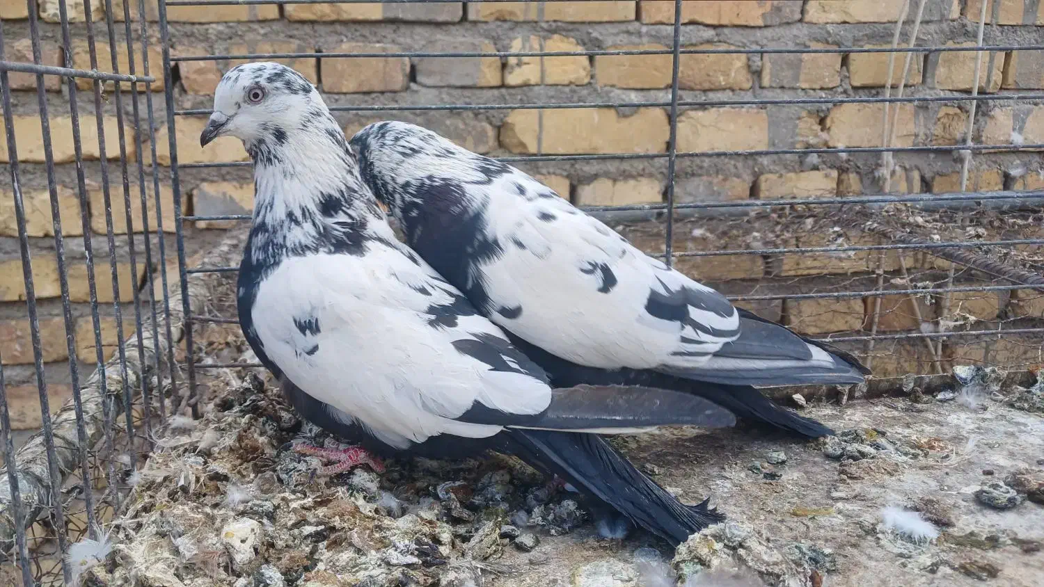 جفت نروماده دم زغالی|پرنده|میبد, |دیوار