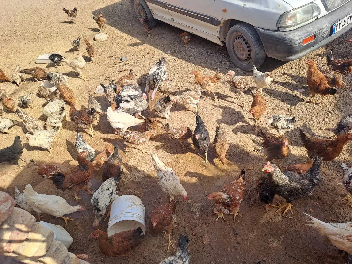 جوجه مرغ ۶ ماهه واکسن خورده|حیوانات مزرعه|پیشخور, |دیوار