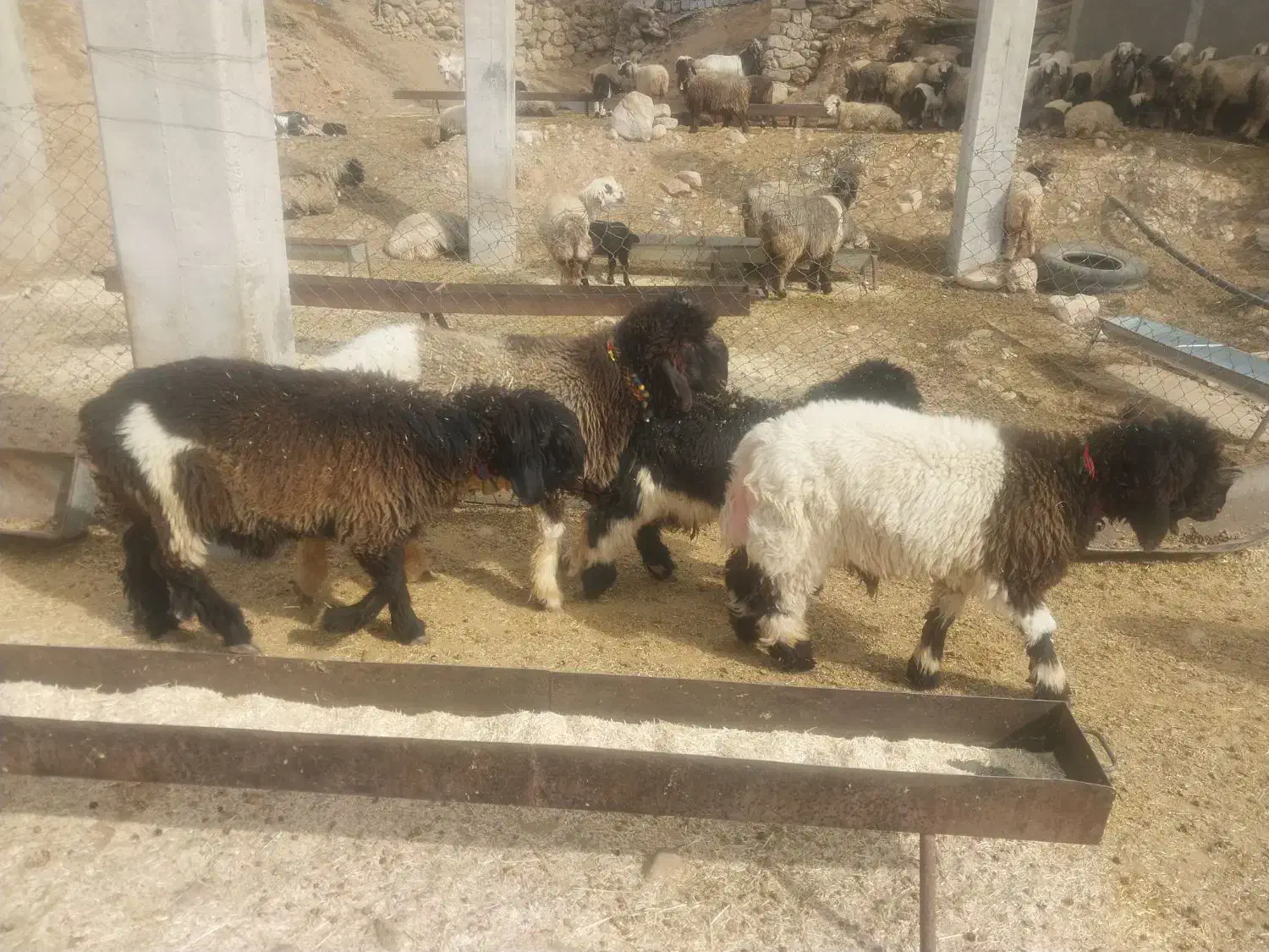 فروش کوه قوچ بختیاری همه رنگ|حیوانات مزرعه|بازفت, |دیوار