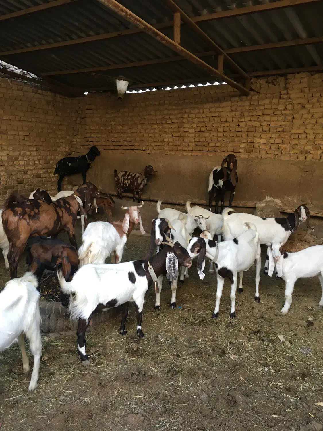 بزپاکستانی وثلاله|حیوانات مزرعه|شهریار, یوسف آباد صیرفی|دیوار