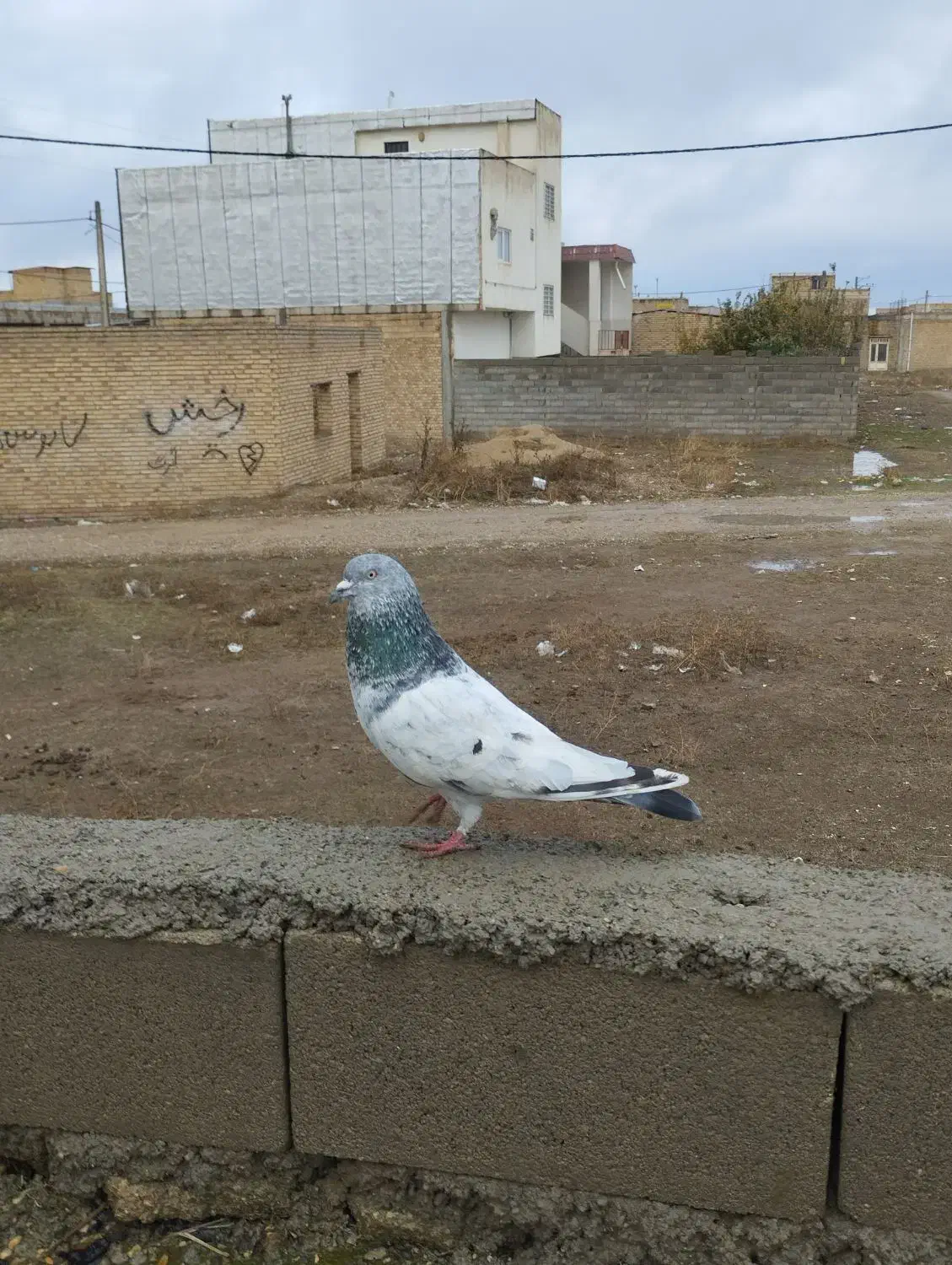 کبوتر|پرنده|کلاله, |دیوار