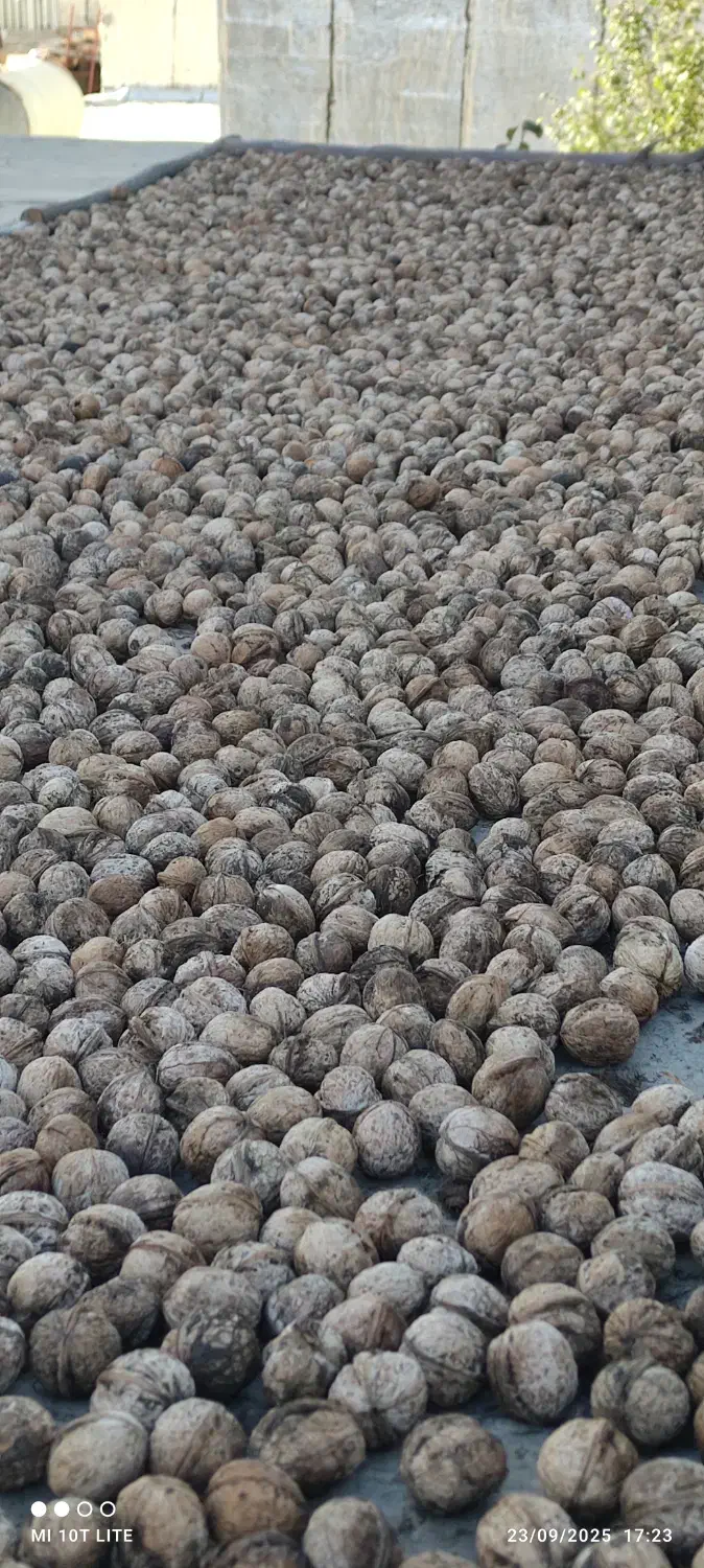 گردو ارگانیک تازه وپرچرب امسال چورژی|خوردنی و آشامیدنی|پاوه, |دیوار