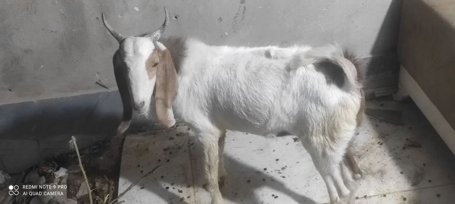 یک عدد پاچن و یک عدد تروشت|حیوانات مزرعه|خاش, |دیوار