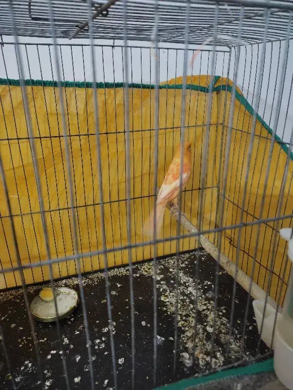 قناری|پرنده|جیرفت, |دیوار