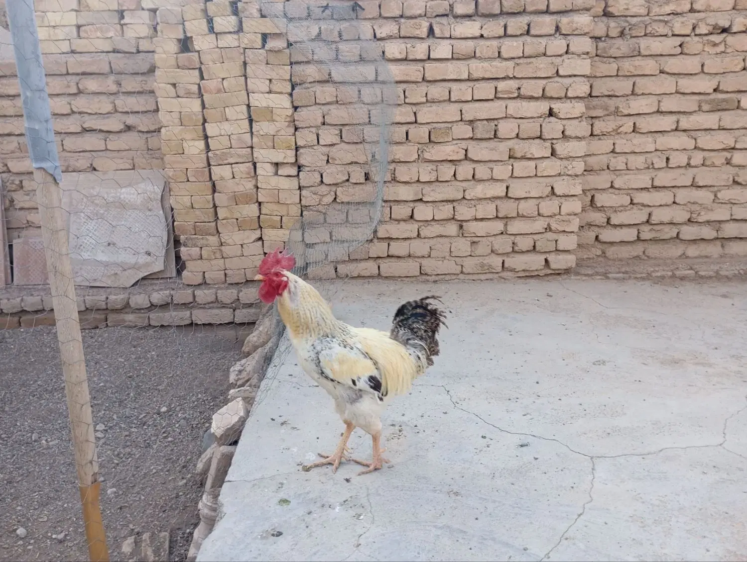 خروس|حیوانات مزرعه|تاکستان, |دیوار