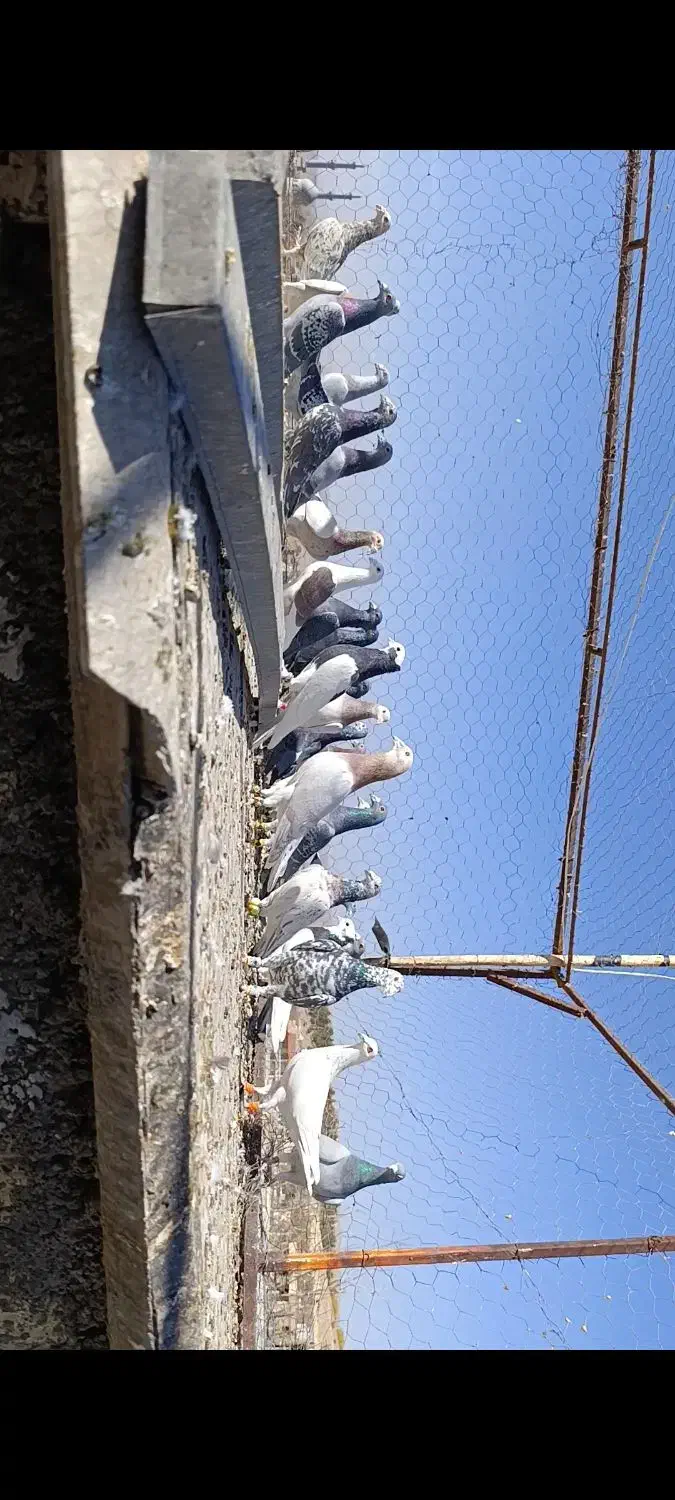 دسته کفتری پلاکی رنگی|پرنده|مشهد مرغاب, |دیوار