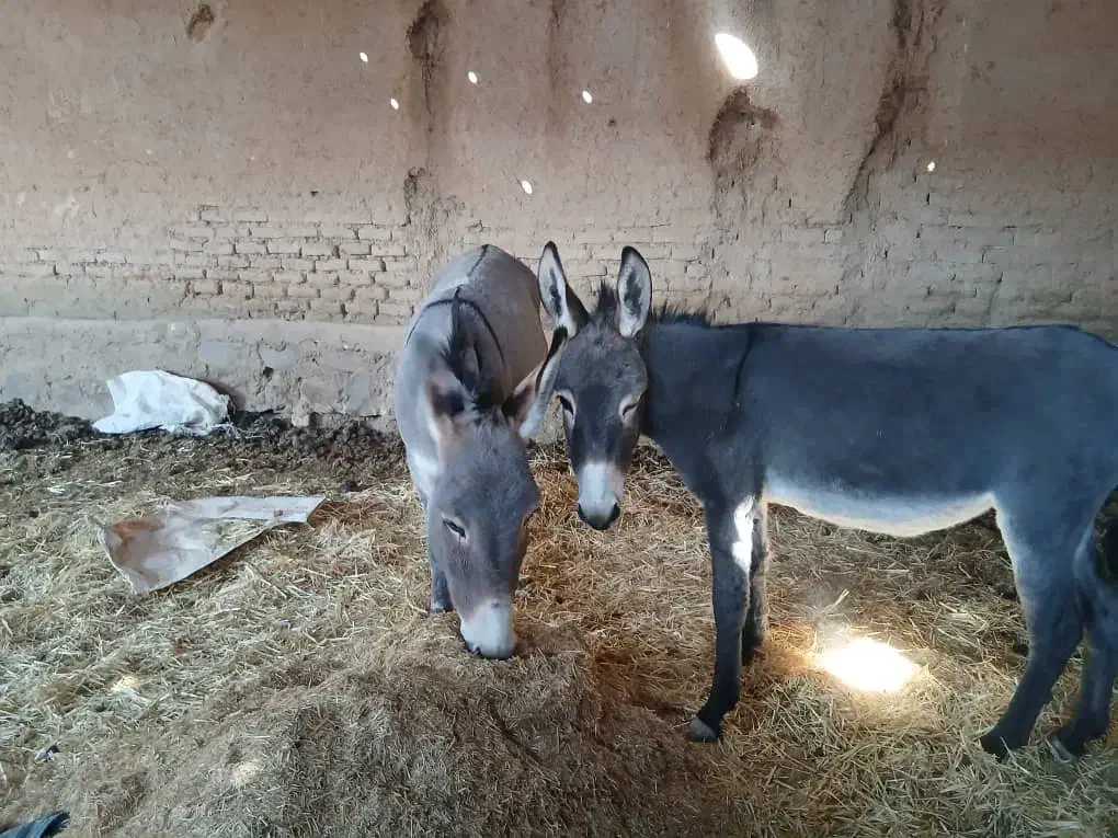 الاغ ماده مخصوص گله|حیوانات مزرعه|پاسارگاد, |دیوار