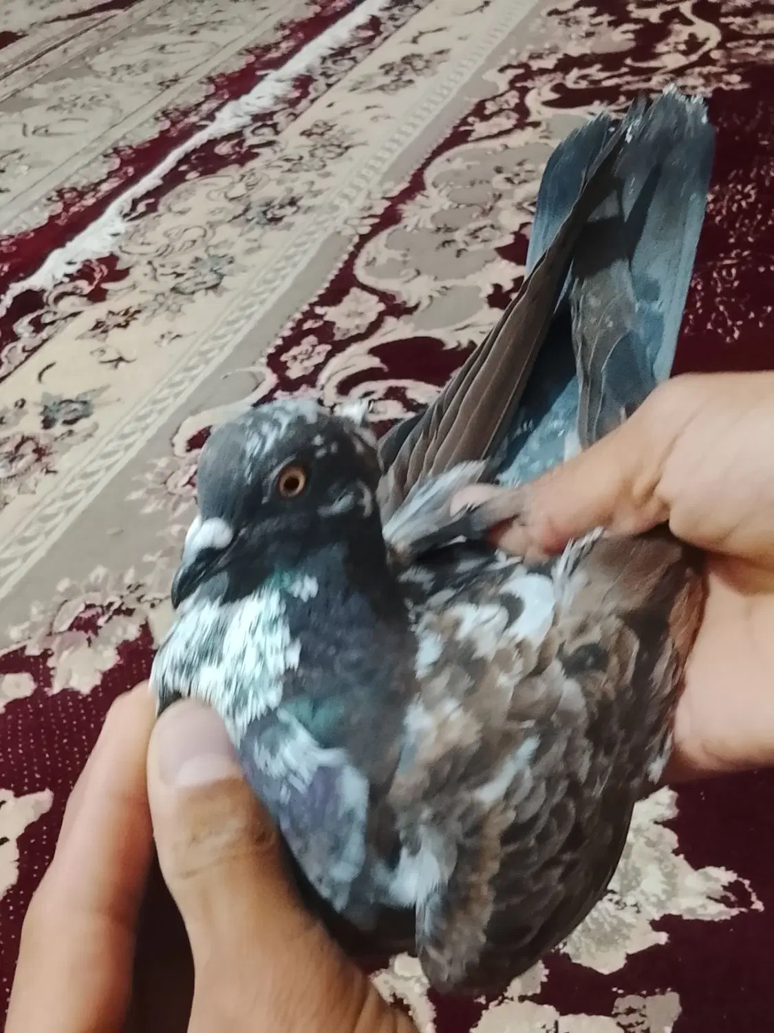 معاوزه|پرنده|اندیکا, |دیوار