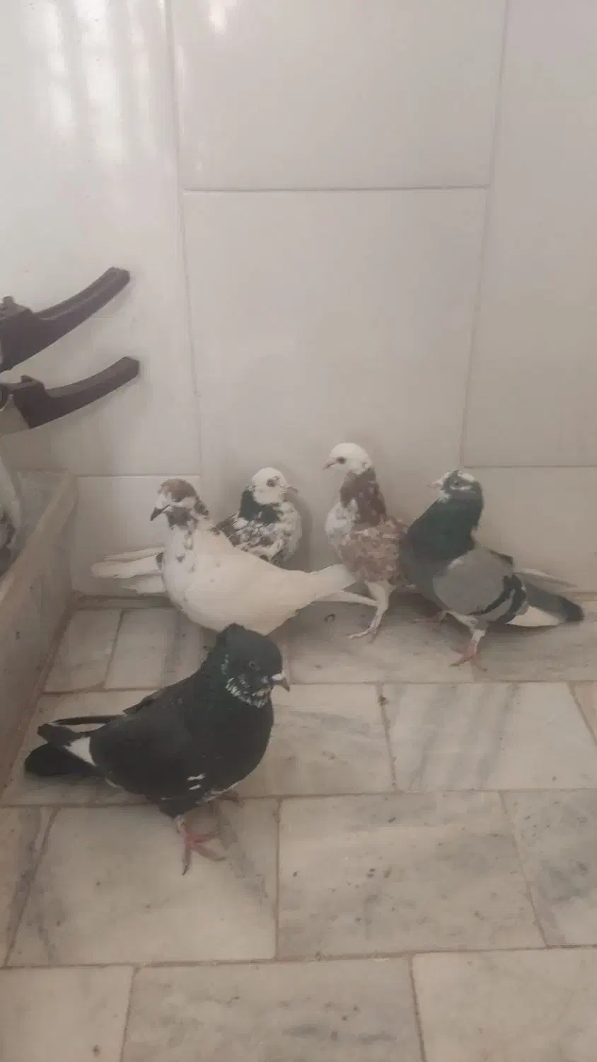 کبوترتهرانی|پرنده|برخوار, |دیوار