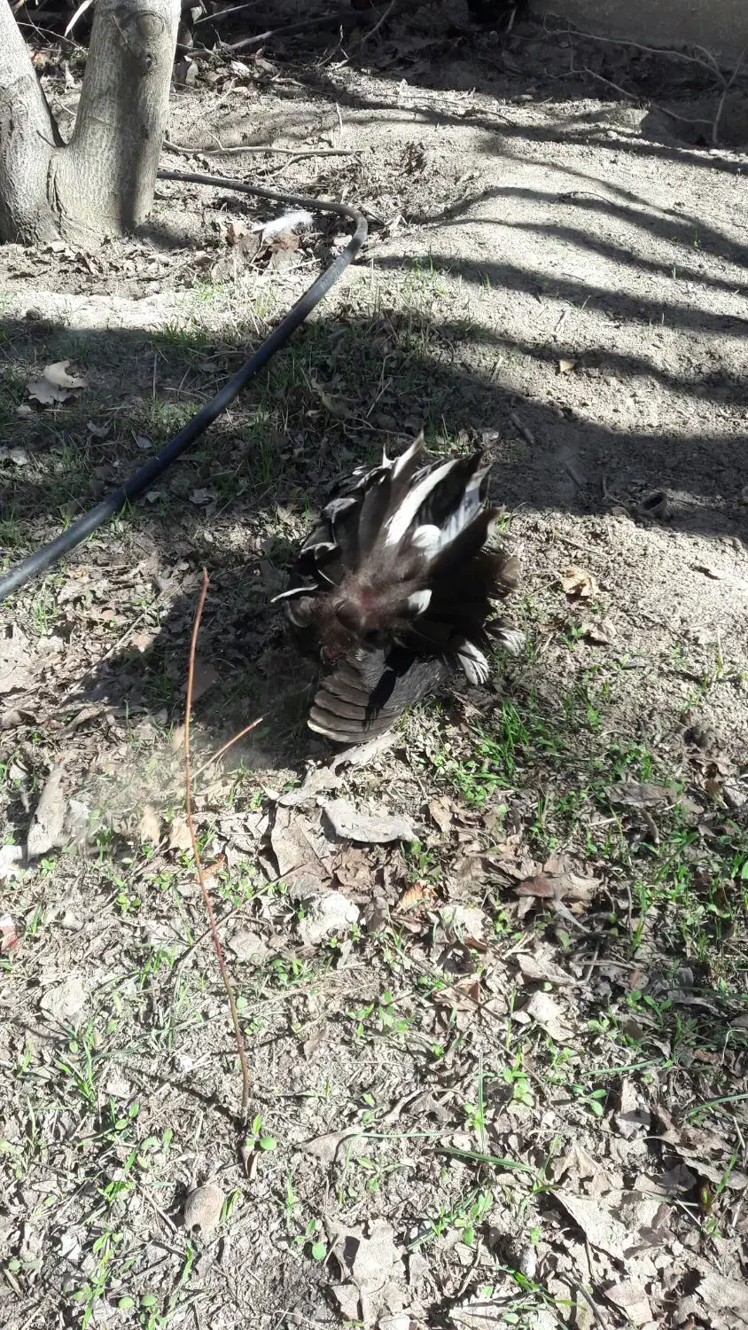 مرغ گلین کرچ|حیوانات مزرعه|هشتگرد, تهران دشت|دیوار