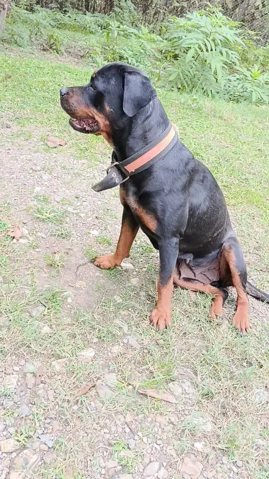 توله روتوایلر|سگ|چالوس, |دیوار