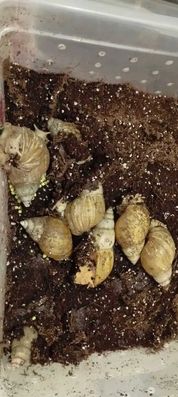 حراج حلزون|خزنده|همدان, |دیوار