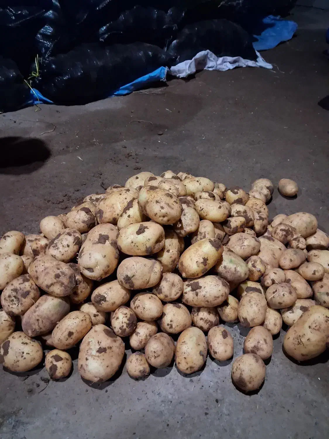 سیب زمینی جلی ممتاز|عمدهفروشی|هشترود, |دیوار