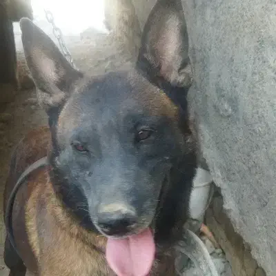 سگ ژرمن مالینویز|سگ|ماهدشت, |دیوار