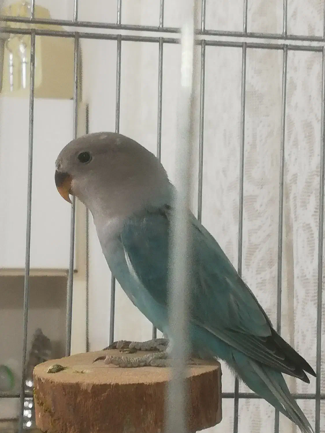 طوطی برزیلی|پرنده|الوند, |دیوار