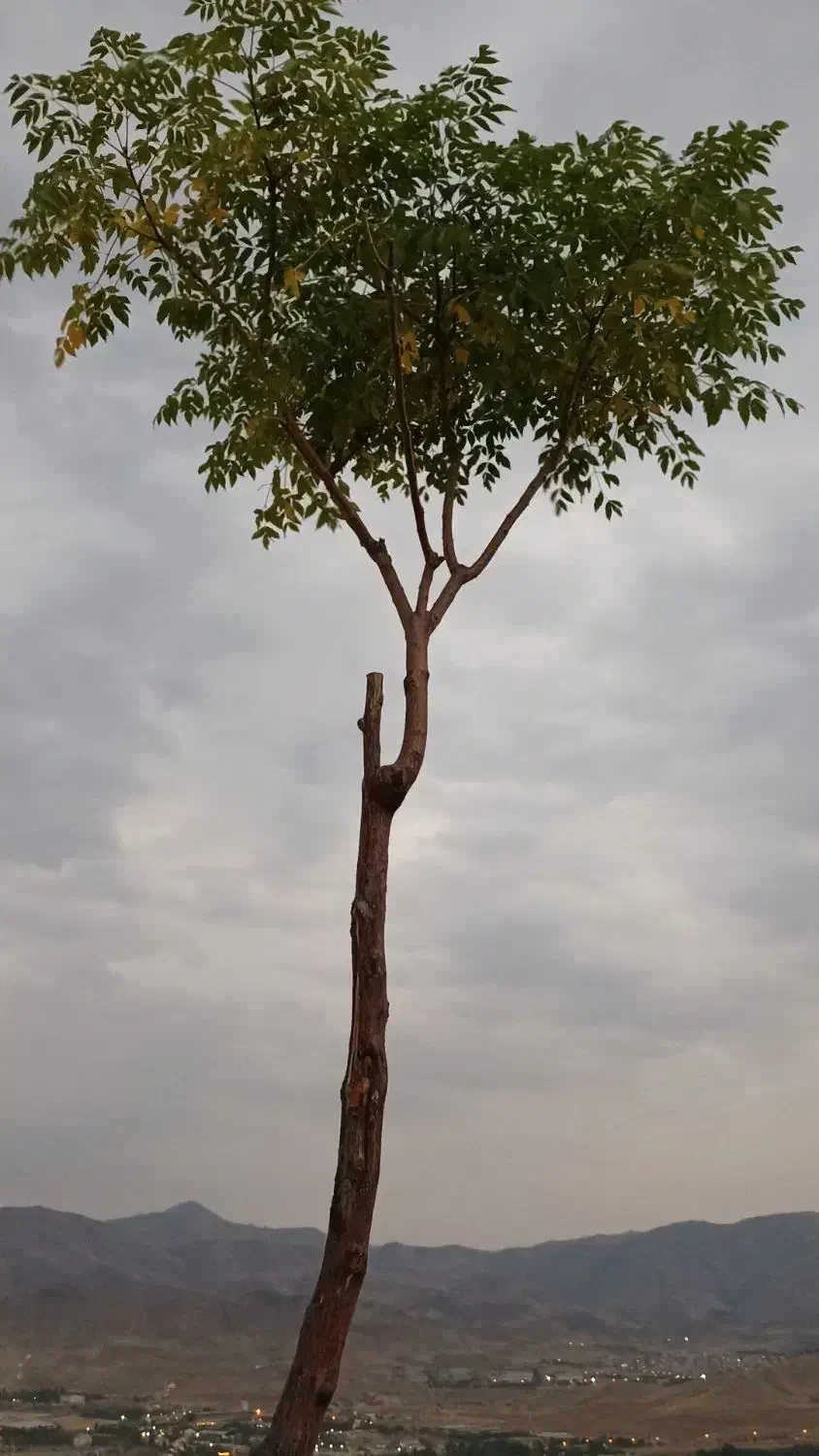 خریدار حوالە|خدمات موتور و ماشین|سنندج, |دیوار