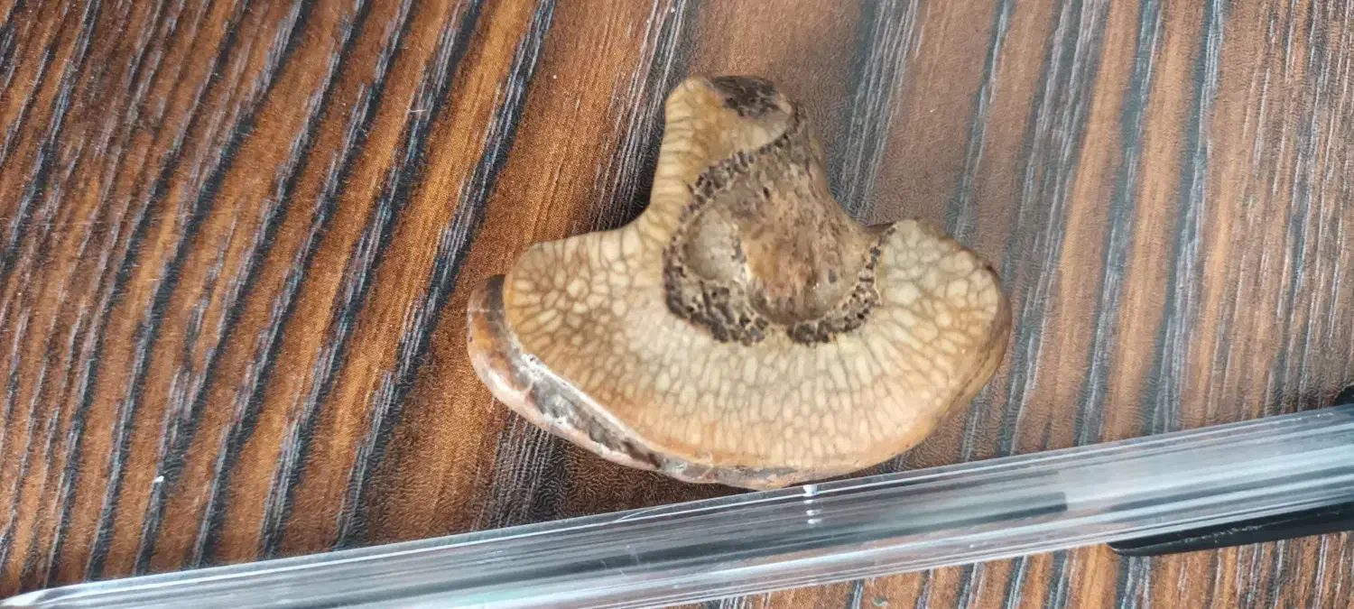 مهره قدیمی|جواهرات|اردبیل, |دیوار