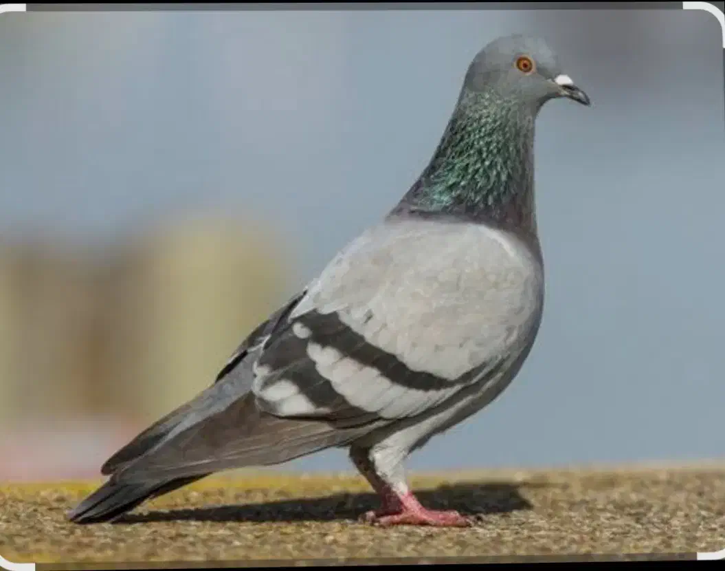 کبوتر چاهی|پرنده|گمیشان, |دیوار