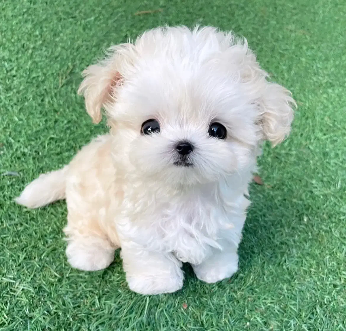 maltipo poodle maltese پودل مالتیزعروسکی اپارتمانی|سگ|تهران, منیریه|دیوار