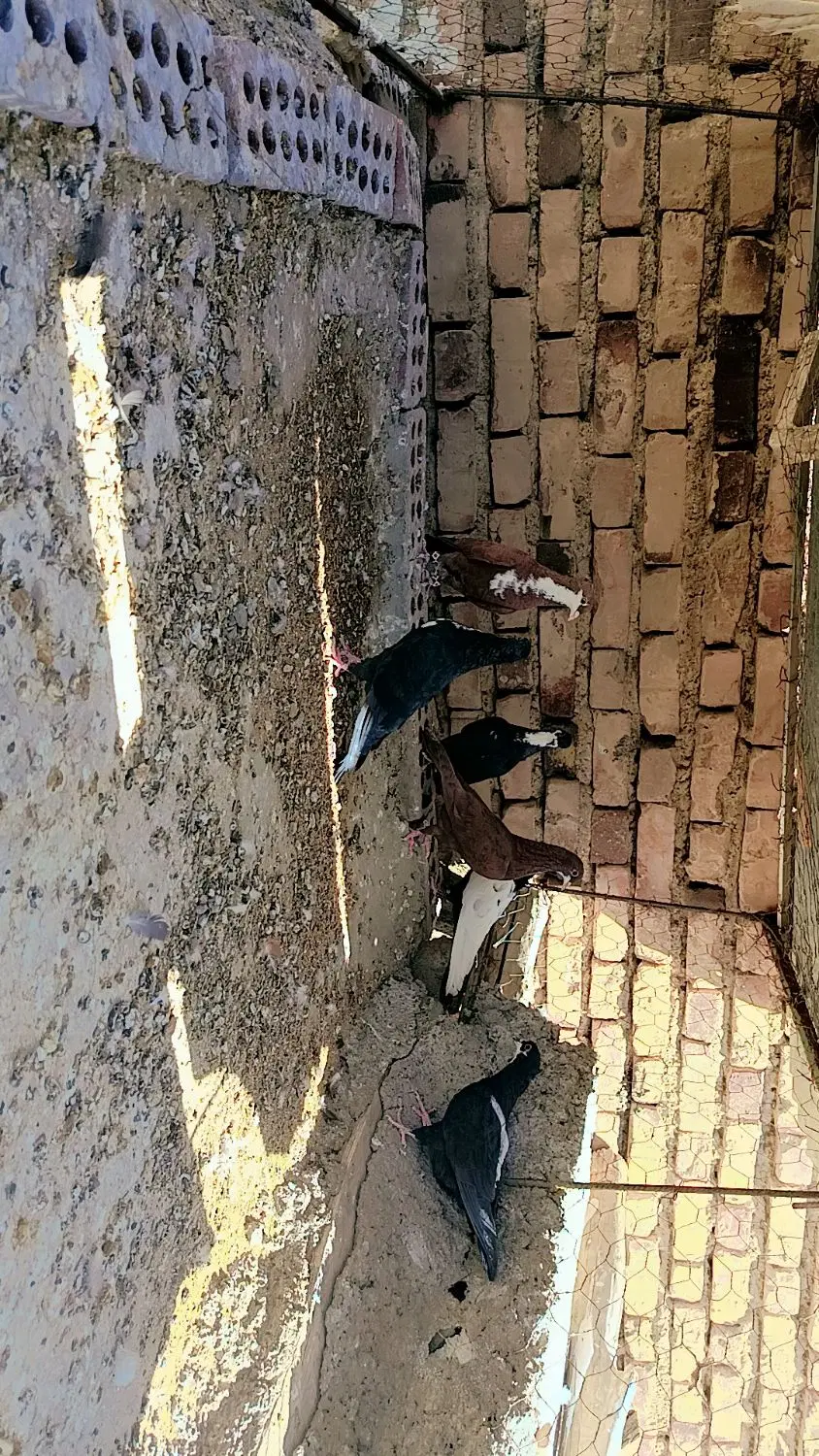 کفتر ریشی|پرنده|زرند, |دیوار
