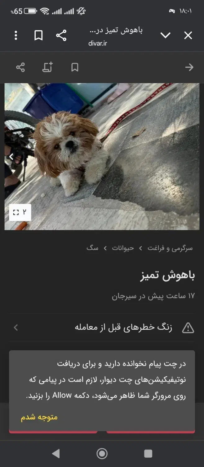 فروش سگ پامرشیتزو|سگ|سیرجان, |دیوار
