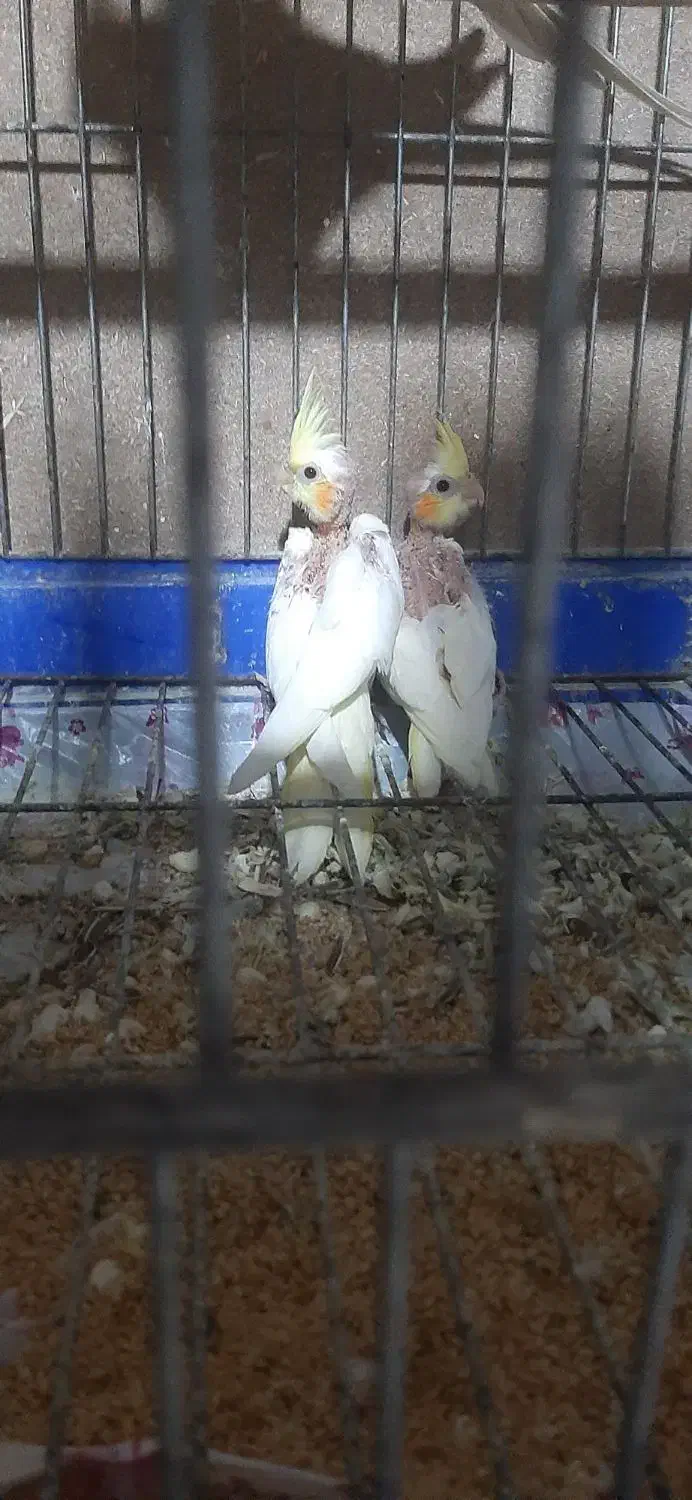 فروش جوجه عروس هلندی سرلاکی|پرنده|ساری, |دیوار