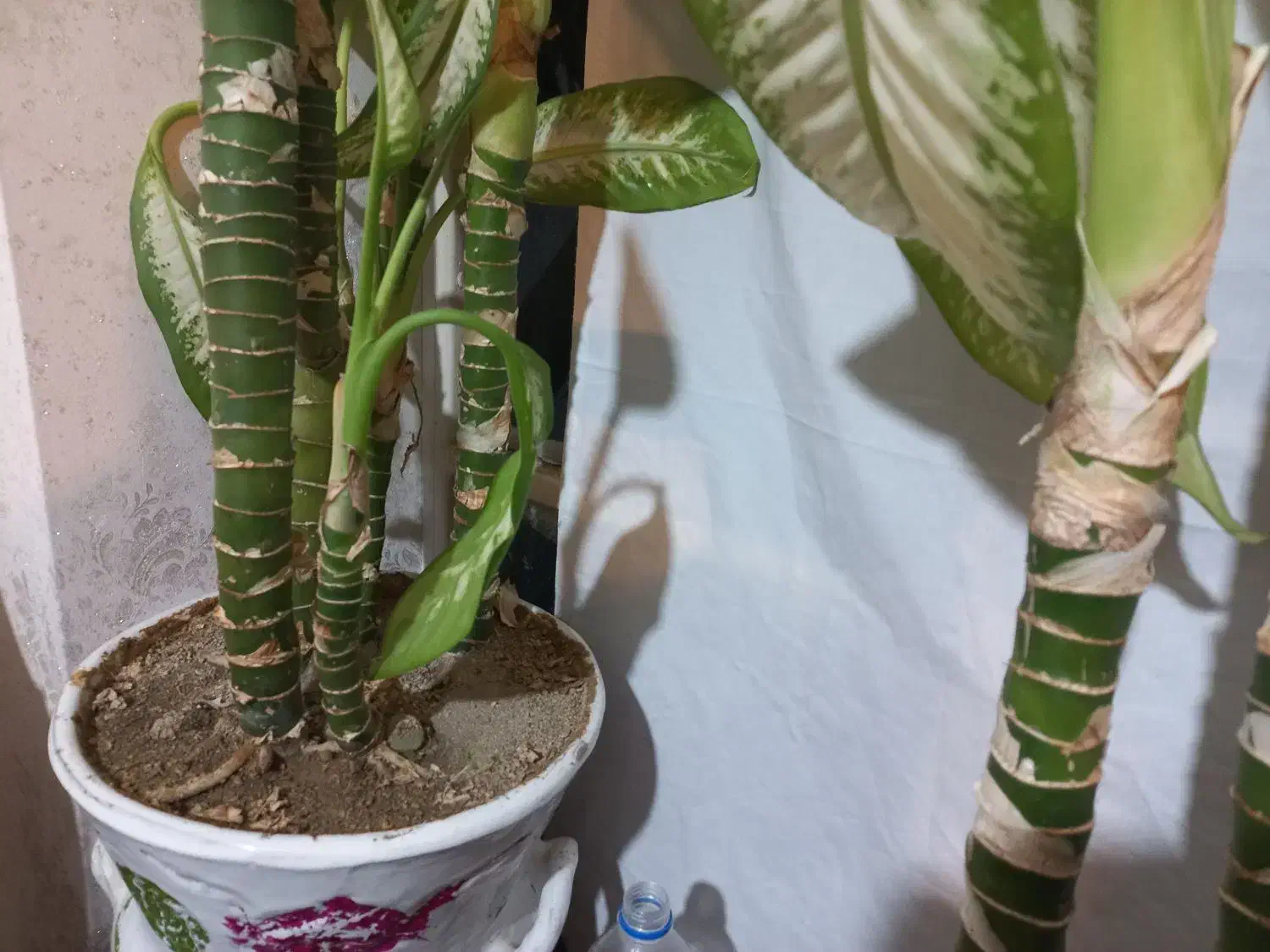 گل دیفن|گل و گیاه طبیعی|نهاوند, |دیوار