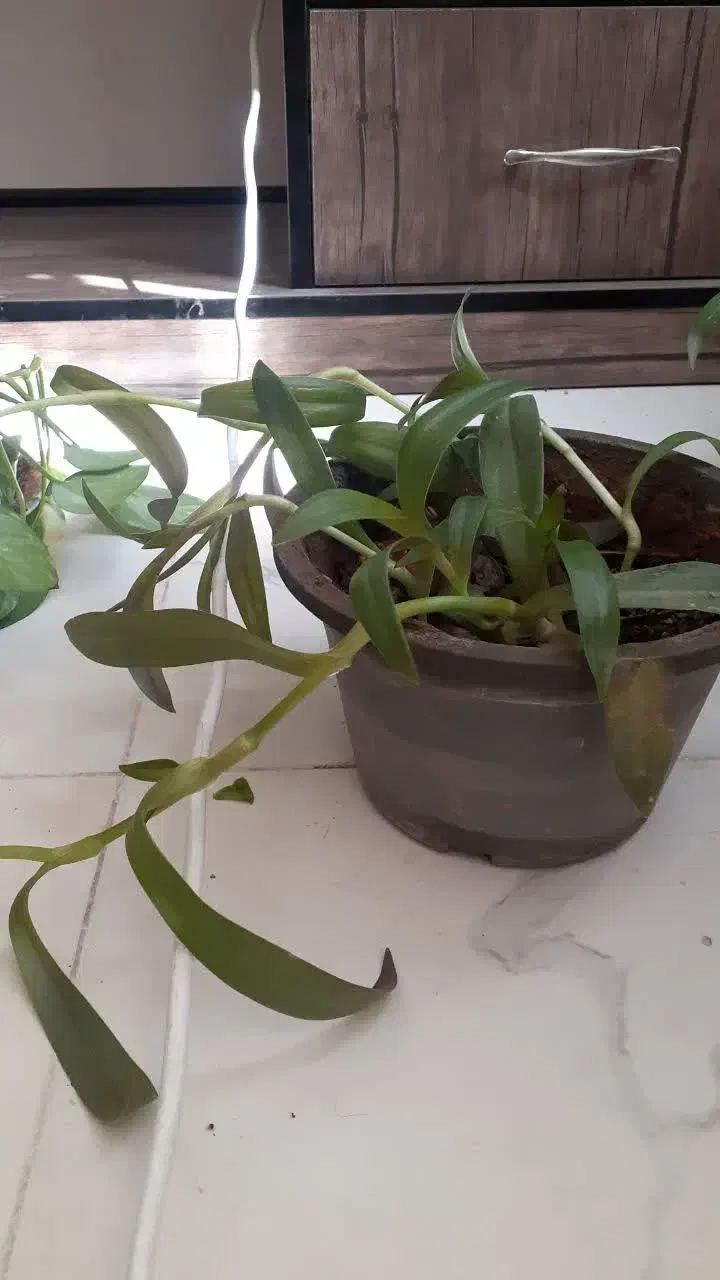 گل گهواره موسی و گل ناز|گل و گیاه طبیعی|قم, انسجام|دیوار