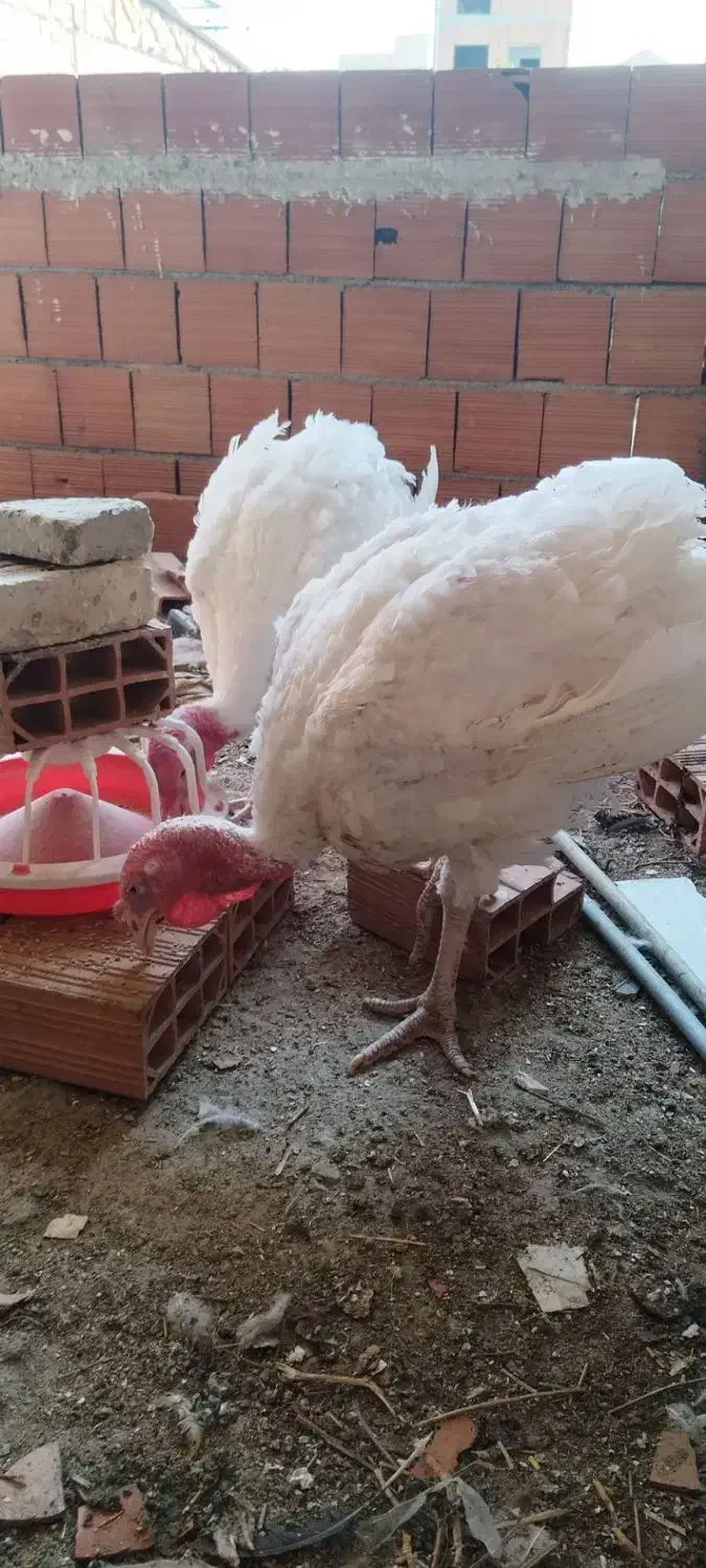 بوقلمون نر سنگین وزن|حیوانات مزرعه|گرگان, |دیوار