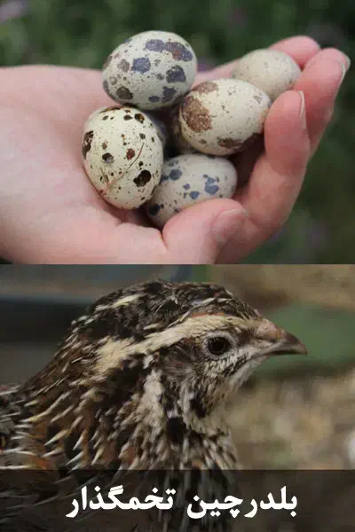 بلدرچین وتخم بلدرچین|حیوانات مزرعه|سیاهکل, |دیوار