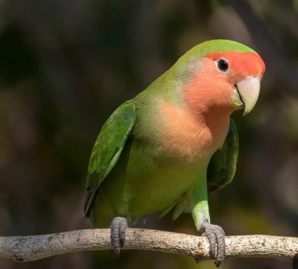 فروش  آکواریوم باماهی و کوتوله برزیلی باقفس|پرنده|مرودشت, فاز دوم شهرک فرهنگیان|دیوار