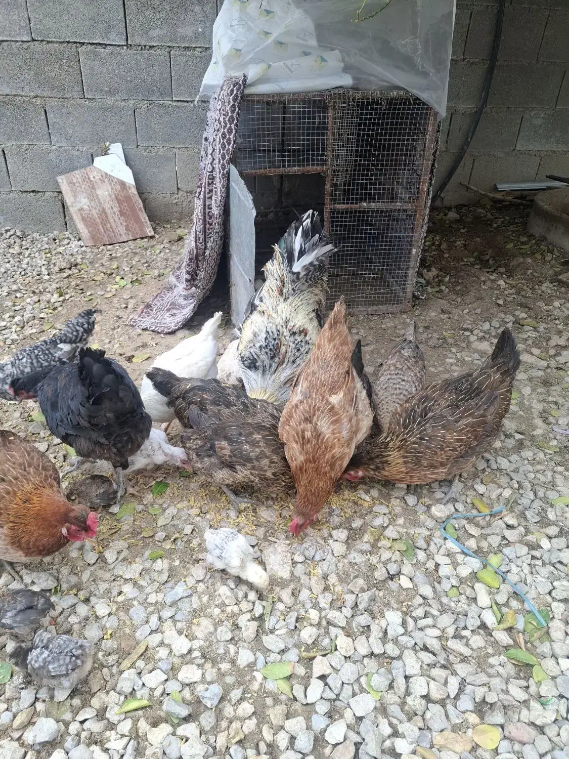 مرغ و خروس|حیوانات مزرعه|دوگنبدان, |دیوار