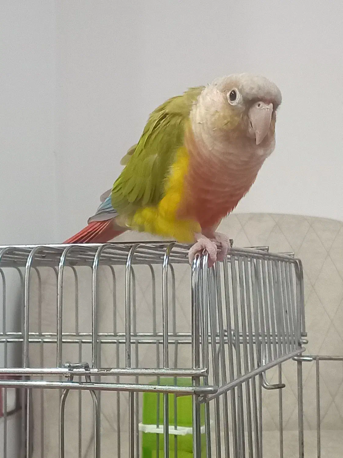 گیرینچیک کاملادستی ورام|پرنده|رشت, آب و برق|دیوار