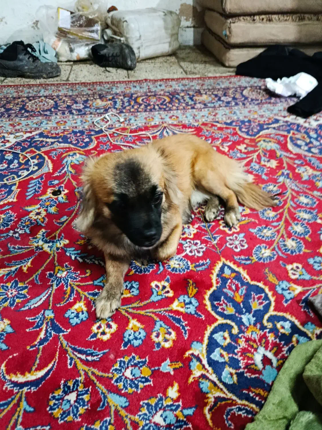 سگ نر|سگ|شیراز, شهرک صنعتی شیراز|دیوار