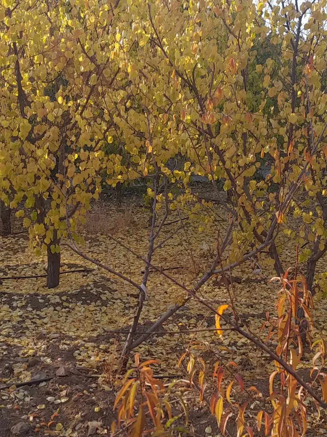 باغ ۱۰۰۰متری همراه با اتاق|فروش دفتر صنعتی، کشاورزی، تجاری|سامان, |دیوار