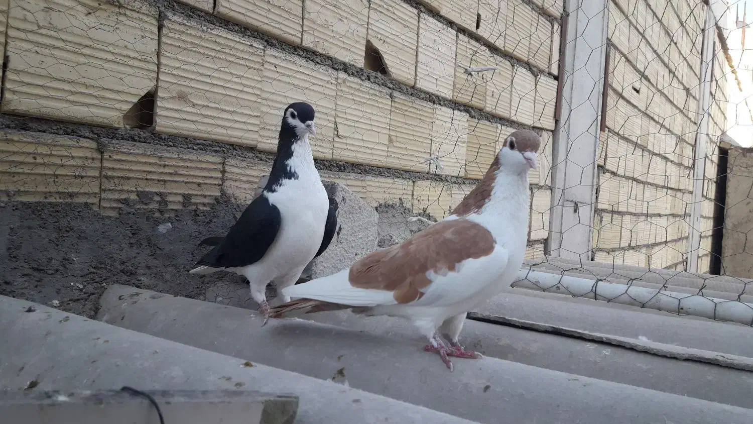 کبوتر|پرنده|اسلامشهر, شهرک انبیا|دیوار