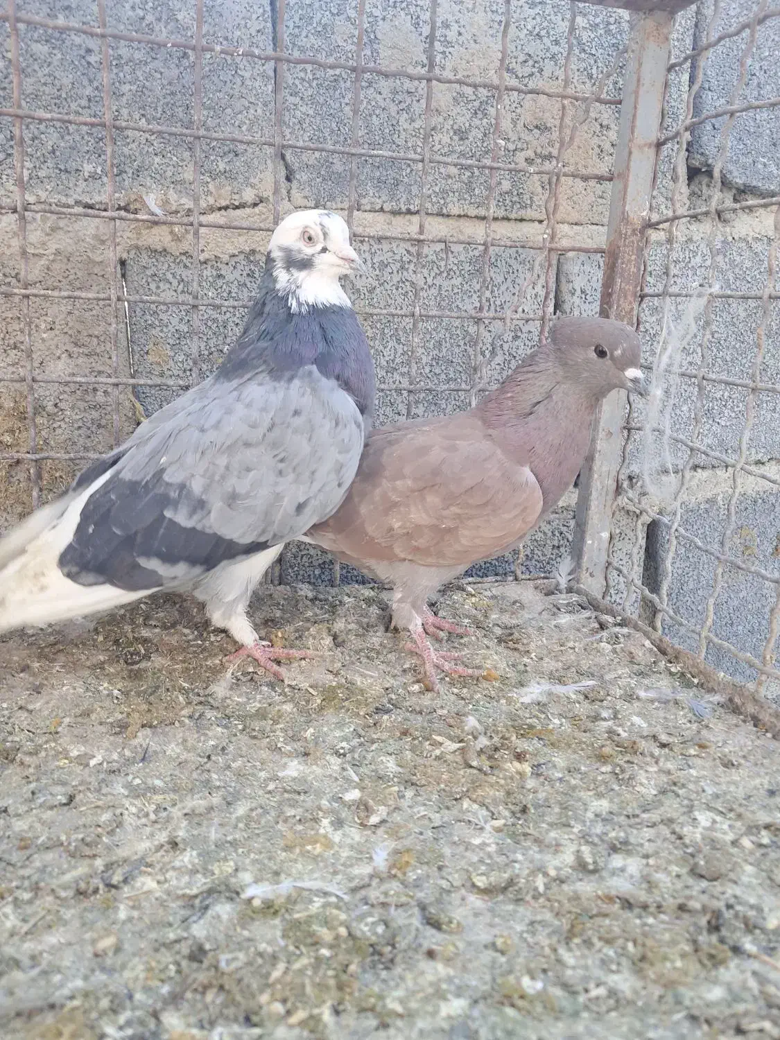 کبوتر پرشی|پرنده|گلپایگان, |دیوار