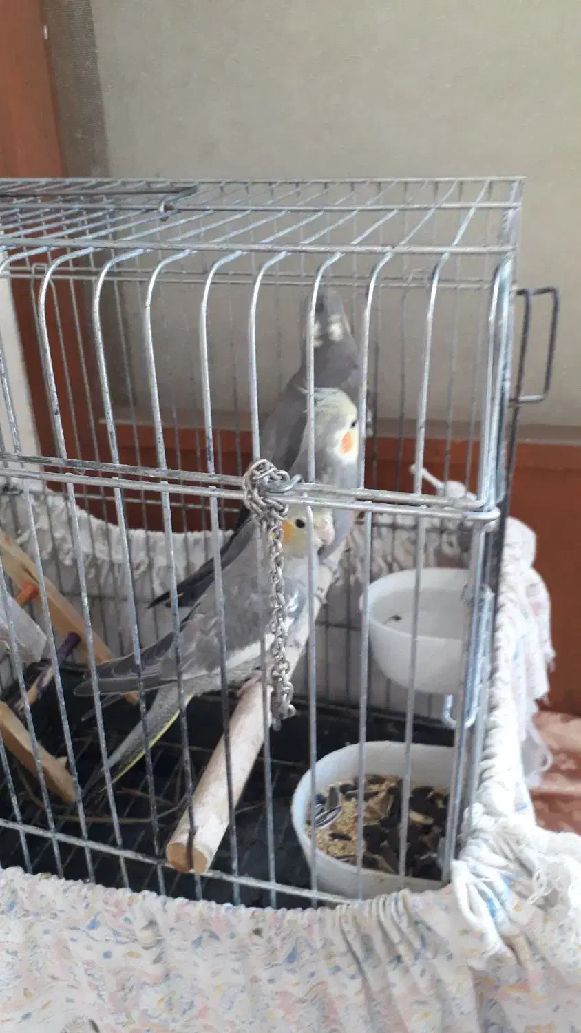 جفت عروس هلندی|پرنده|بابلسر, |دیوار