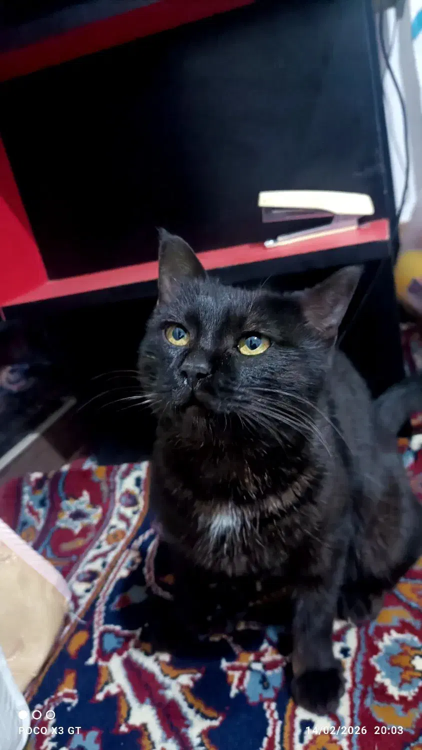 گربه بازیگوش|گربه|اسفراین, |دیوار