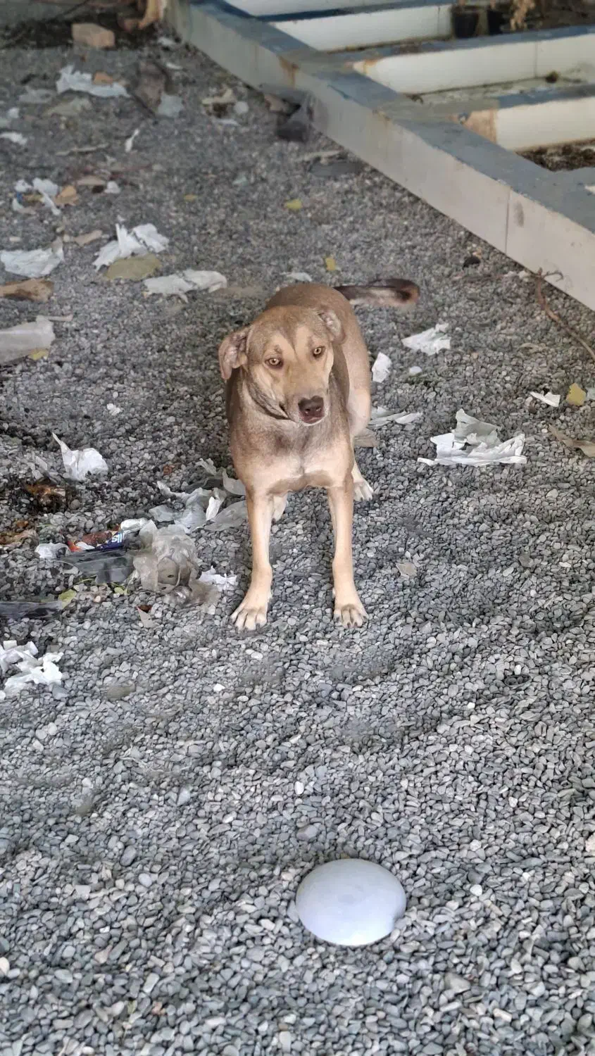 سگ نگهبان ماده|سگ|قنوات, |دیوار