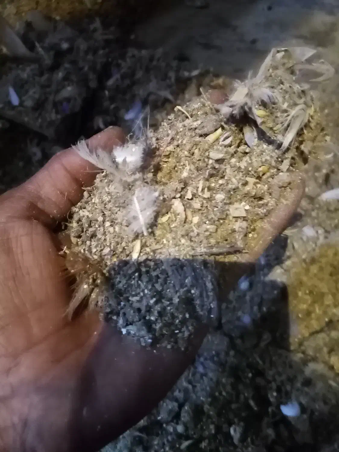 فضل مرغ واکفتر|خدمات باغبانی و درختکاری|اصفهان, حصه شمالی|دیوار