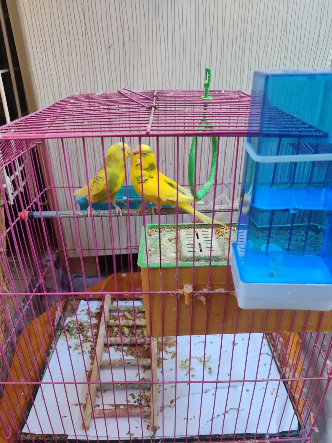 مرغ عشق|پرنده|گرگان, |دیوار