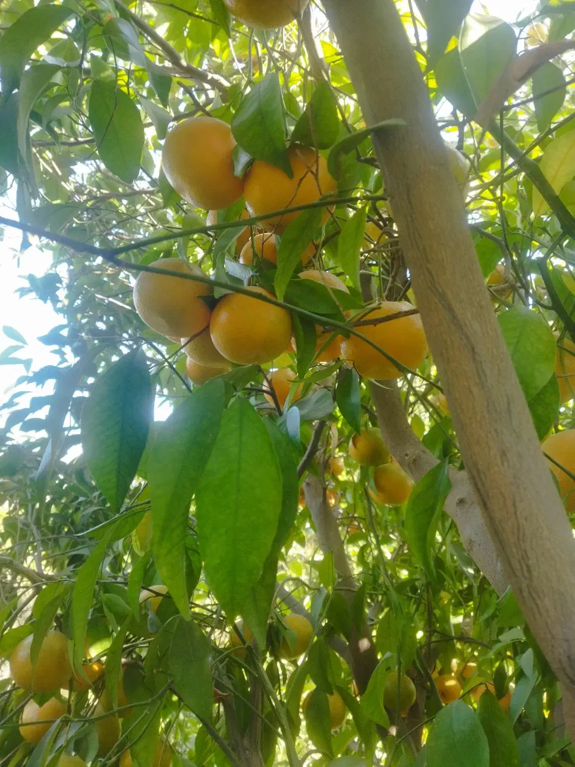 نارنگی(خارو)|عمدهفروشی|چرام, |دیوار