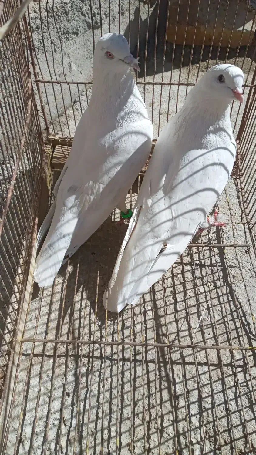 کبوتر پرشتی|پرنده|اشترینان, |دیوار