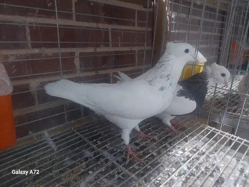 طوقی نرکرم خال قهوه ای|پرنده|فولادشهر, مسکن مهر فولادشهر|دیوار