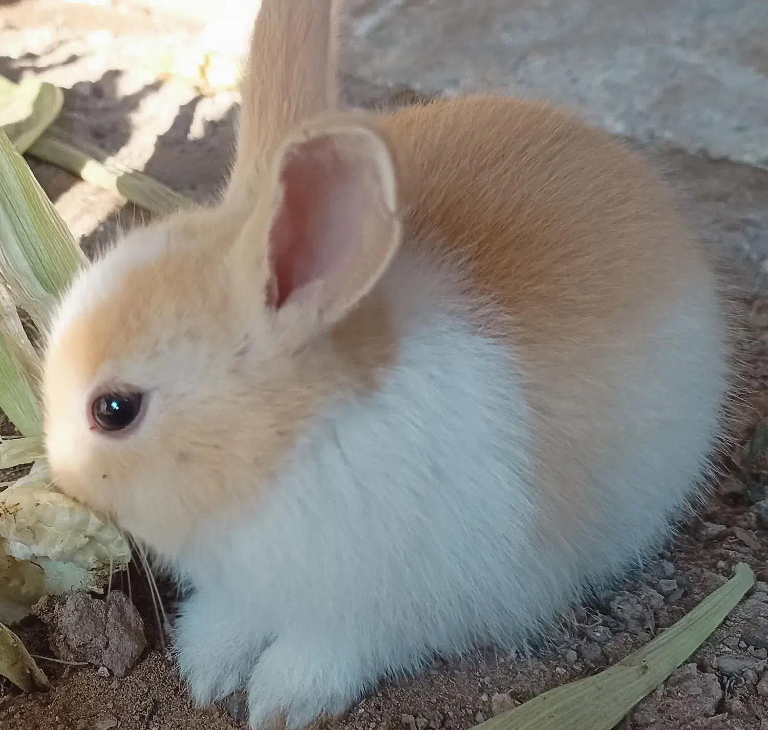 بچه خرگوش ۳۵روزه|موش و خرگوش|بوشهر, |دیوار