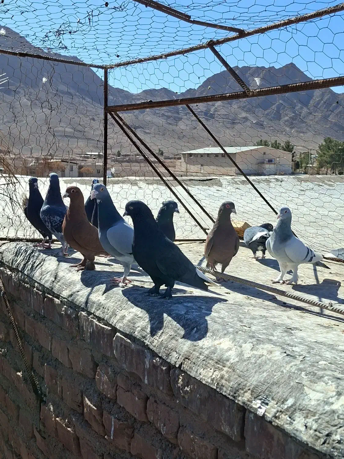 نر سوراخ|پرنده|چترود, |دیوار