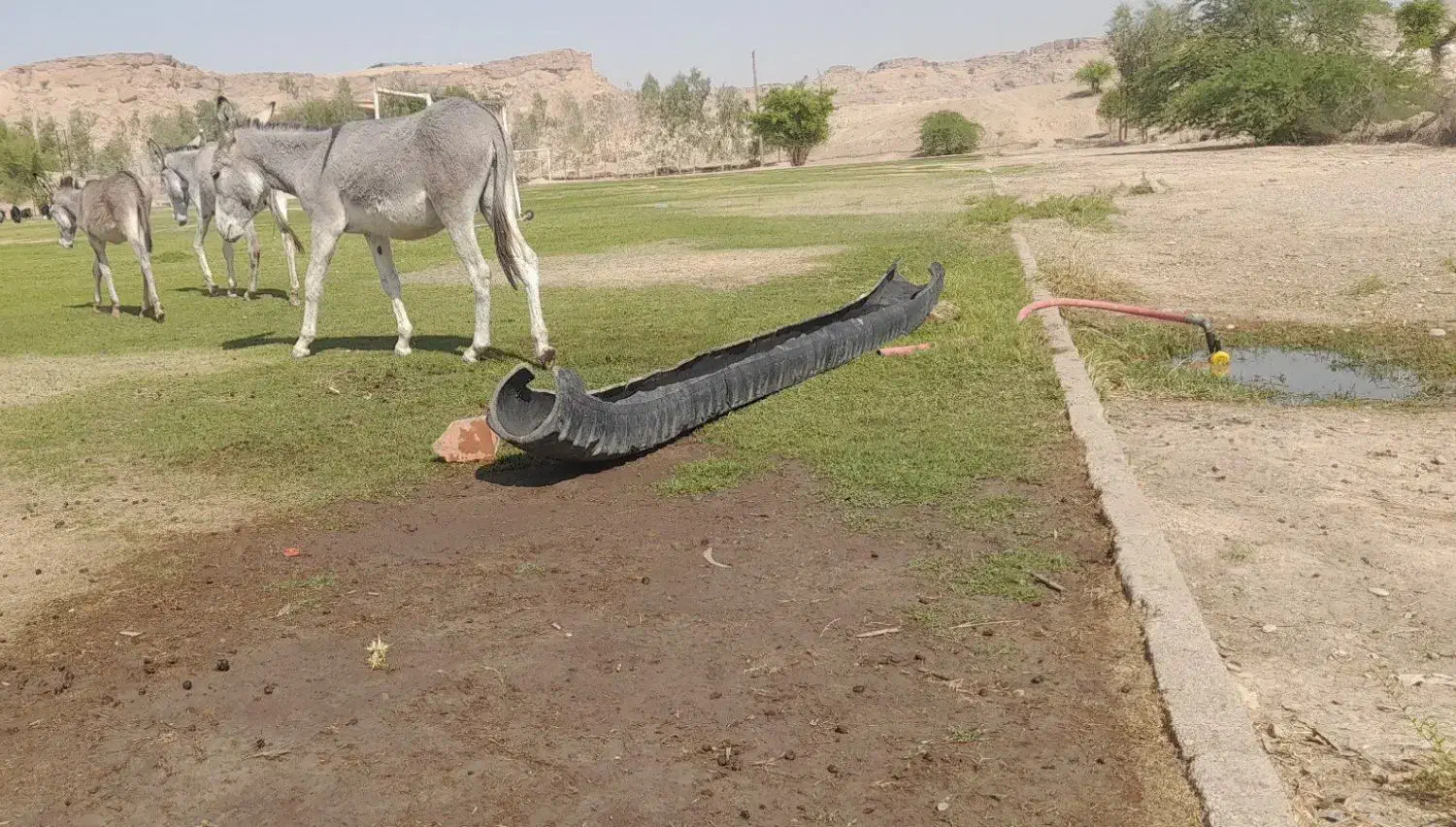 خر گله|حیوانات مزرعه|شوشتر, |دیوار