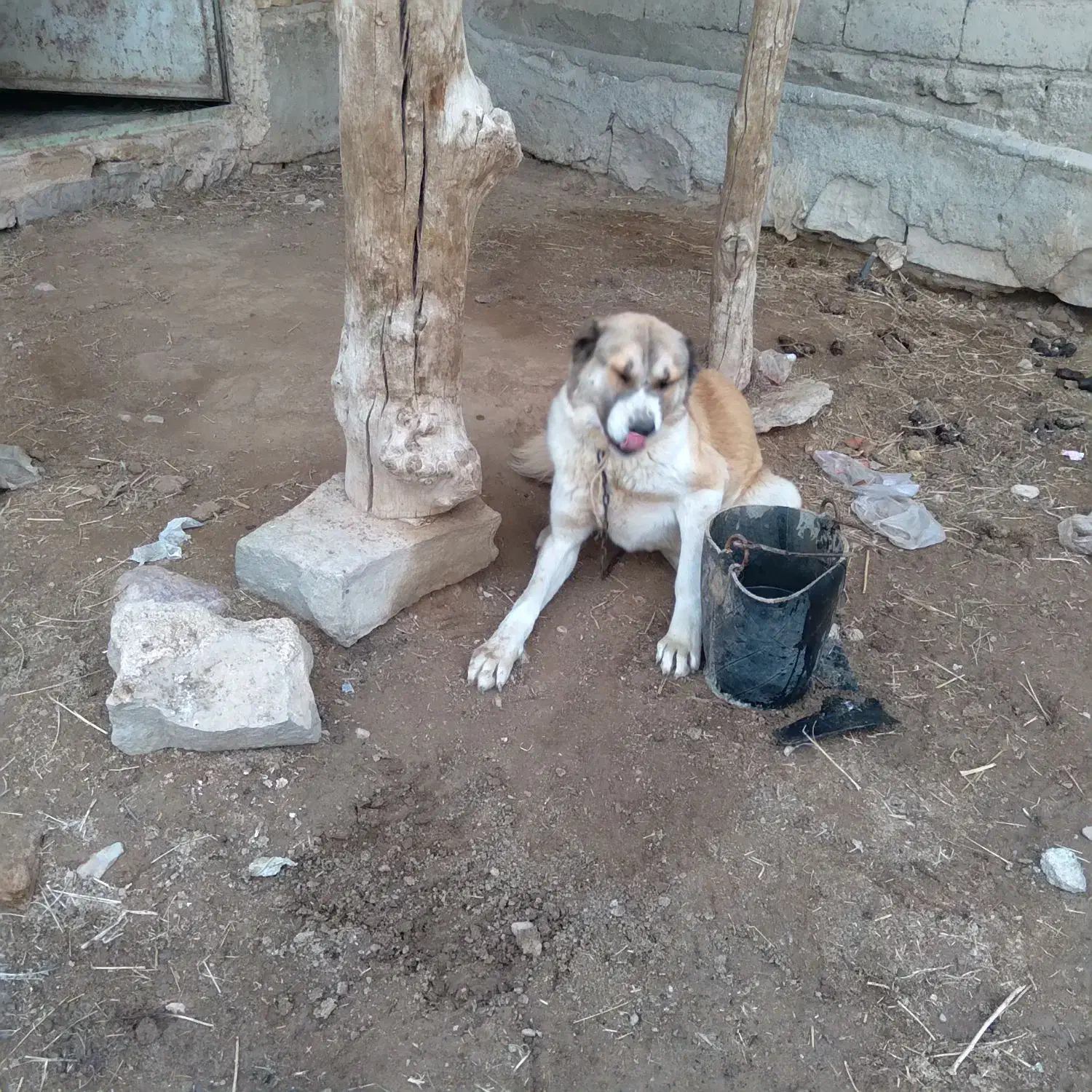 سگ ماده|سگ|شیروان (خراسان), |دیوار