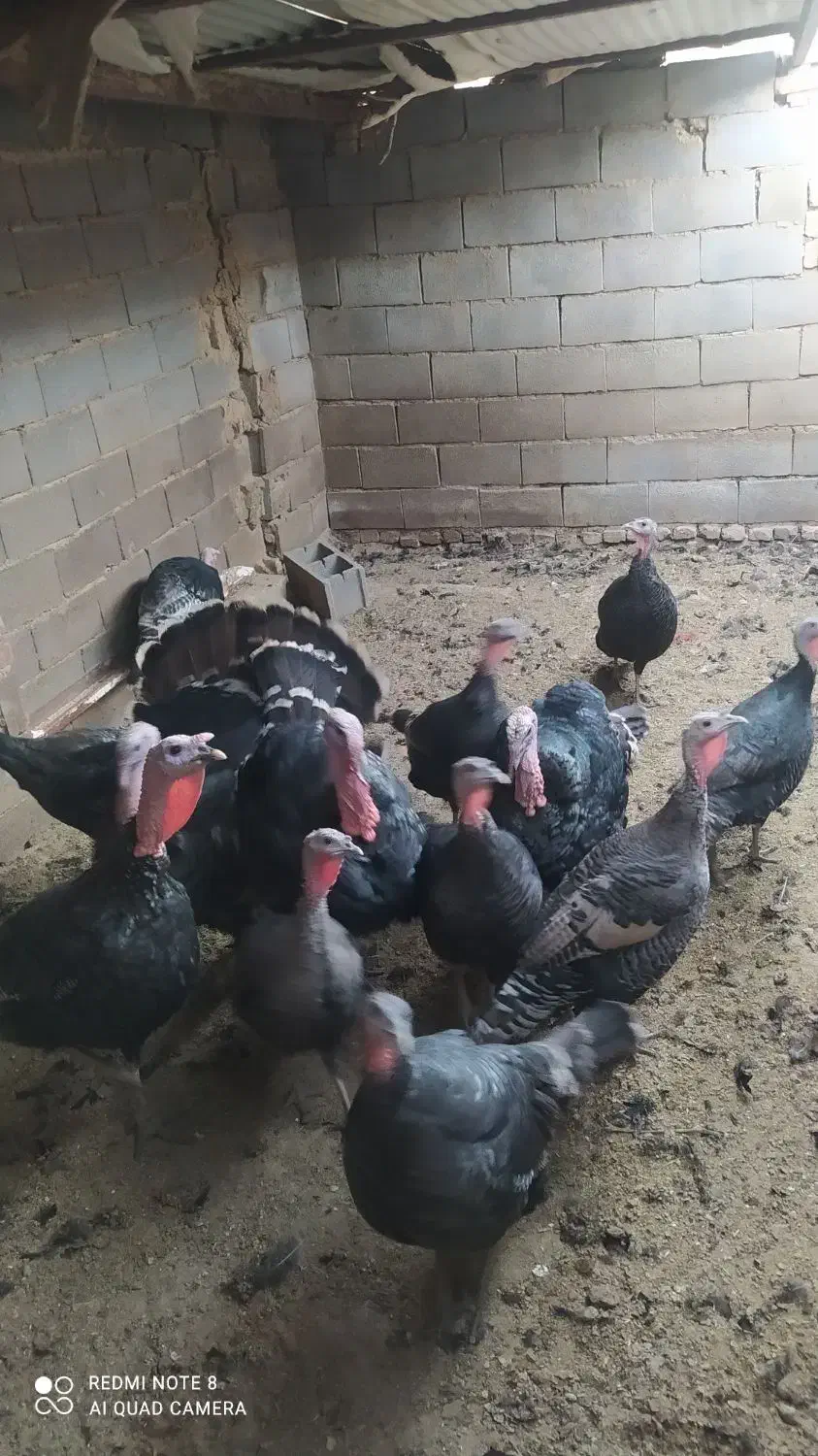 بوقلمون محلی جوان|حیوانات مزرعه|همدان, |دیوار